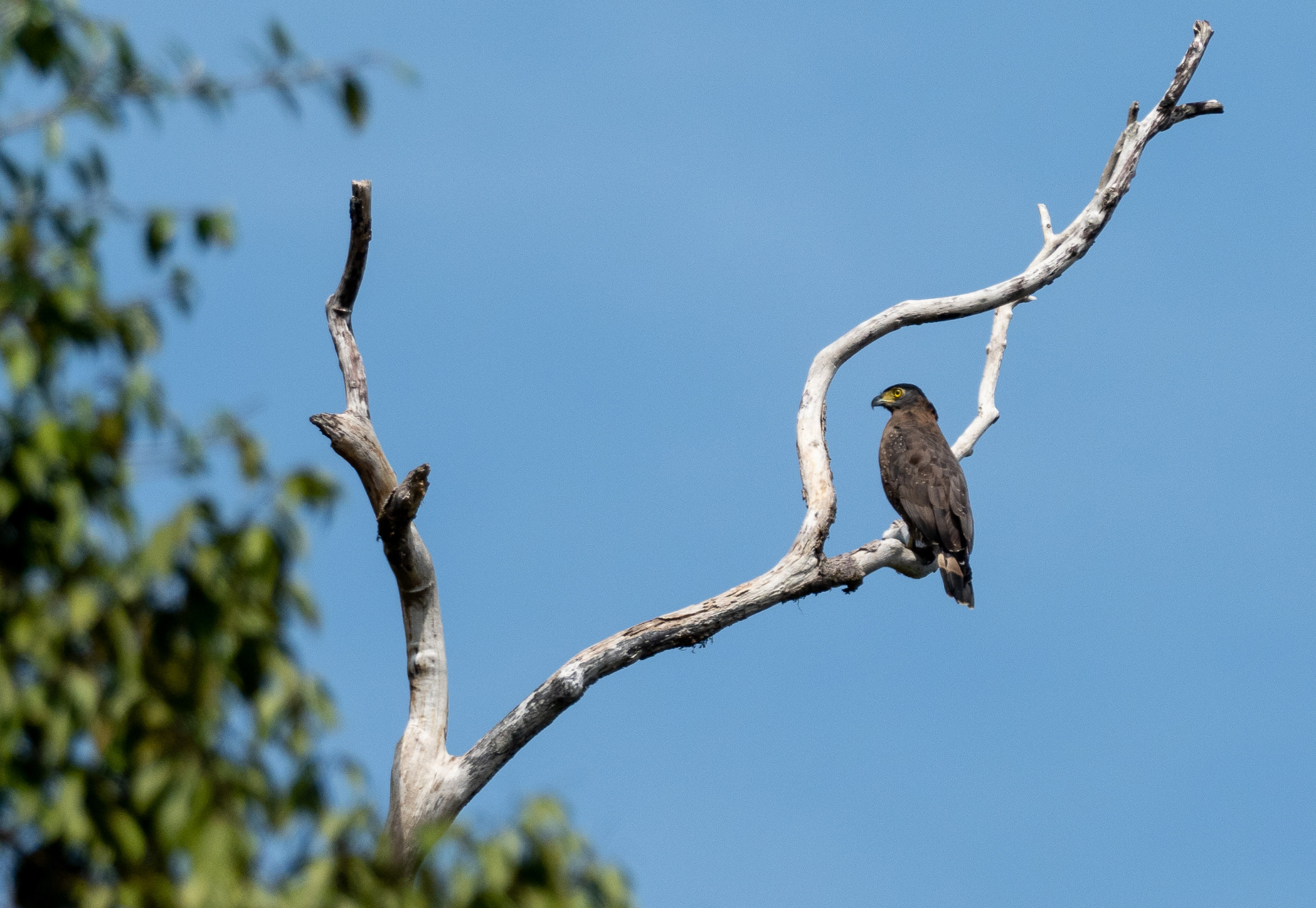 Black Eagle